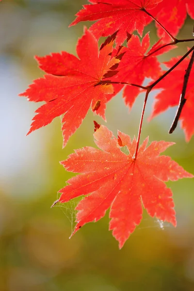 Luminose Foglie Acero Colorate Sui Rami Della Foresta Autunnale — Foto Stock