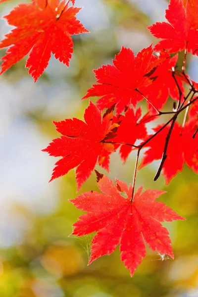 Luminose Foglie Acero Colorate Sui Rami Della Foresta Autunnale — Foto Stock