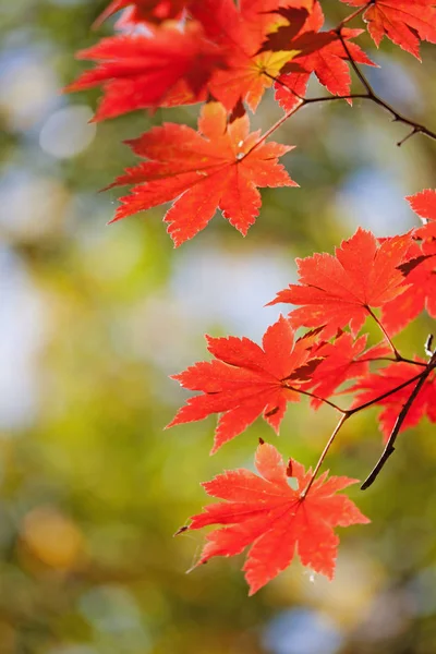 Kirkkaan Väriset Vaahteranlehdet Oksilla Syksyllä Metsässä — kuvapankkivalokuva