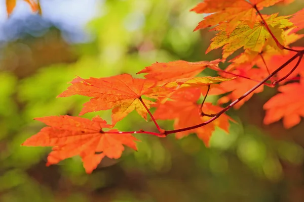 Bright Colored Maple Leaves Branches Autumn Forest — Stock Photo, Image