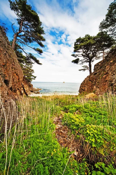 年の自然の風景 崖の上の木 — ストック写真