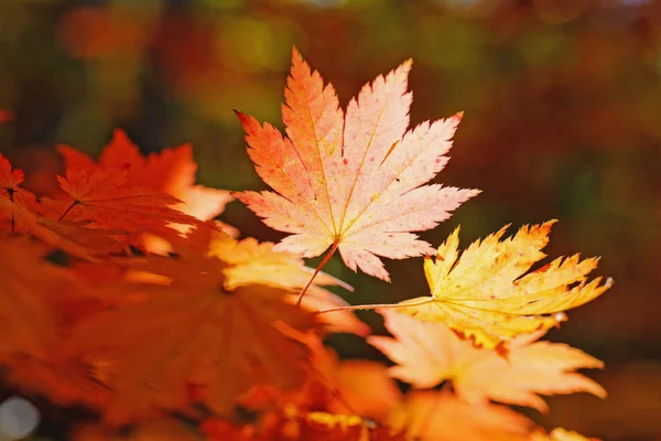 Leuchtend Farbige Ahornblätter Den Zweigen Herbstwald — Stockfoto