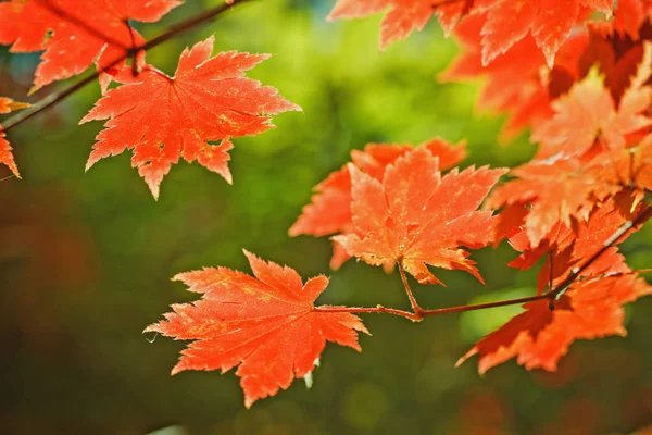 Jasne Kolorowe Liście Klonu Gałęziach Jesiennym Lesie — Zdjęcie stockowe