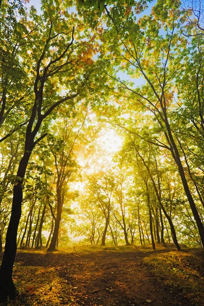 Herbstbäume Und Ihre Spiegelung Wasser — Stockfoto