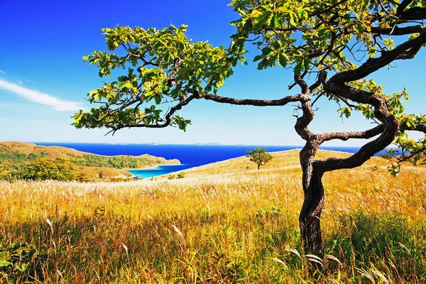 Sonbahar Manzarası Deniz Arka Plan Ağaç — Stok fotoğraf