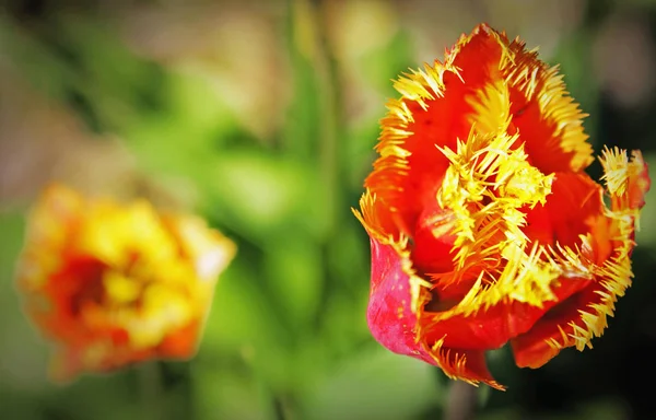 Gyönyörű Tavasz Tulipán Szokatlan Fajták — Stock Fotó