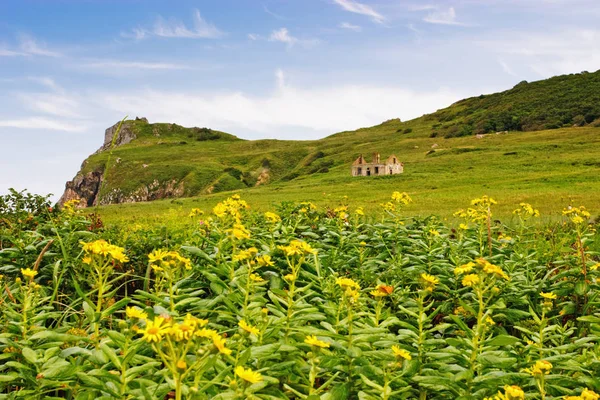 Viele Blumen — Stockfoto