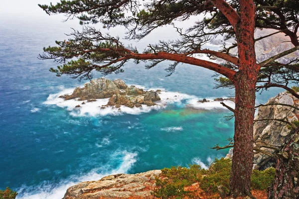 Anni Paesaggio Naturale Gli Alberi Sulla Scogliera — Foto Stock