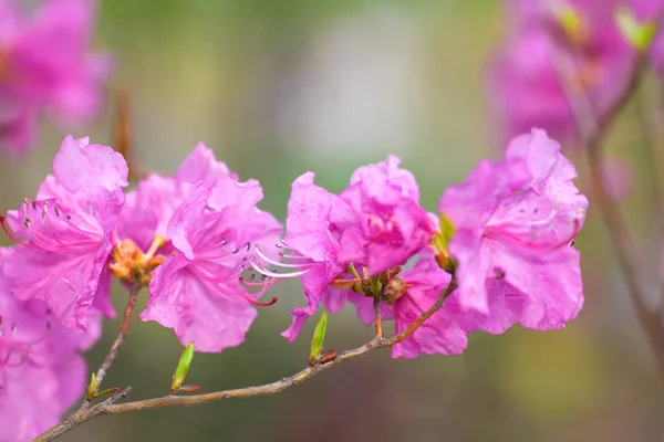 Nahaufnahme Von Schönen Rosa Blumen — Stockfoto