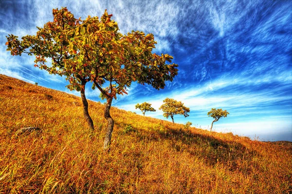 Yellow Autumn Oak Tree Hillside — Stock Photo, Image