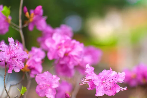 Nahaufnahme Von Schönen Rosa Blumen — Stockfoto