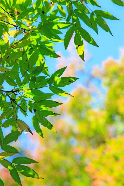 Początek Jesieni Liście Drzew Lesie Jest Piękny Pomalowany Jasnych Kolorach — Zdjęcie stockowe