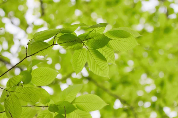 Fresco Bagliore Fogliame Primaverile Alla Luce Del Sole — Foto Stock