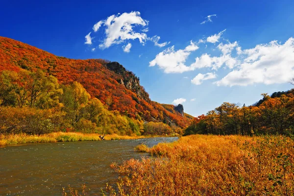 Όμορφο Φθινόπωρο Landscapm Ορεινό Ρέμα Στο Φθινόπωρο Δάσος — Φωτογραφία Αρχείου