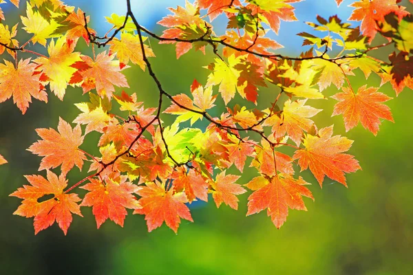 Herbstanfang Blätter Der Bäume Wald Sind Schön Leuchtenden Farben Bemalt Stockbild