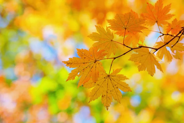 Leuchtend Farbige Ahornblätter Den Zweigen Herbstwald lizenzfreie Stockbilder