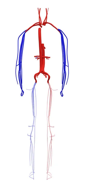 Sistema Circulatório Isolado Sobre Fundo Branco — Fotografia de Stock