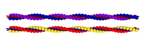 Actin Geïsoleerd Witte Achtergrond — Stockfoto