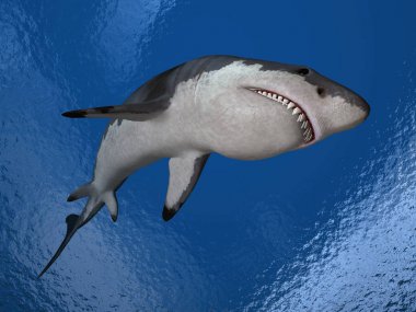 Büyük beyaz köpekbalığı mavi denizin içinde