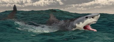 Büyük beyaz köpekbalığı fırtınalı denizde