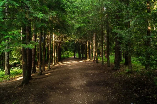 Vicolo bosco estivo — Foto Stock