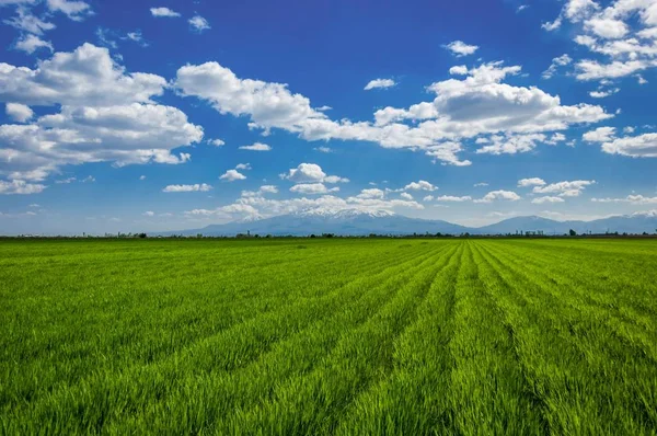 Campo Día Verano Con Cielo Azul Imágenes de stock libres de derechos