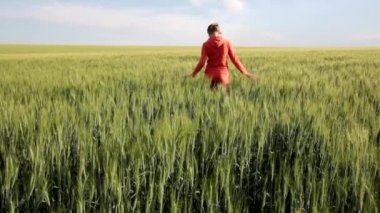 genç erkek yeşil buğday alanına yürüyor ve spikelets elini dokunur. Günbatımı Zamanı