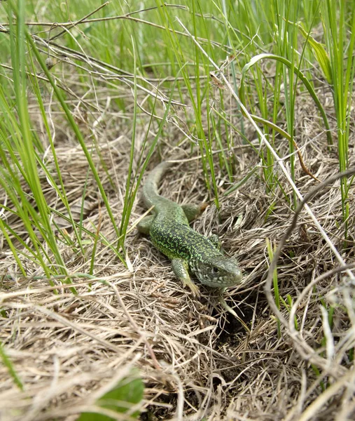 Grüne Wildechse im grünen Gras. Nahaufnahme von Platzwunden in freier Wildbahn — Stockfoto