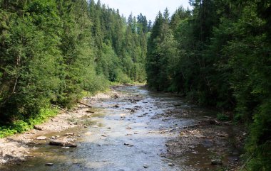 dağ nehir Prut carpatian dağlarda. Yeşil çam ormanı