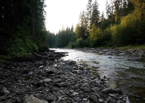 Mountain river Prut in carpatian mountains. Green pine forest. Pebble beach — Stock Photo, Image