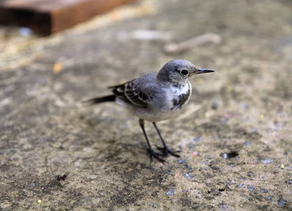 Ein kleiner lustiger Vogel mit langen dünnen Beinen steht auf dem Beton — Stockfoto