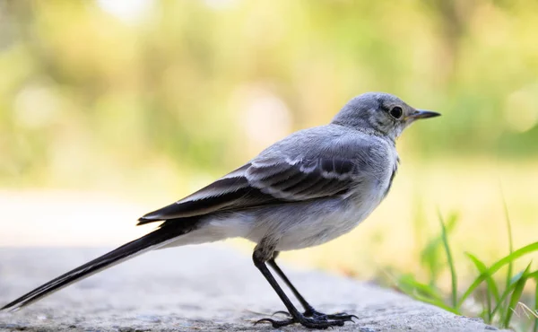 Ein kleiner Vogel mit langen dünnen Beinen, wild auf dem Hintergrund — Stockfoto