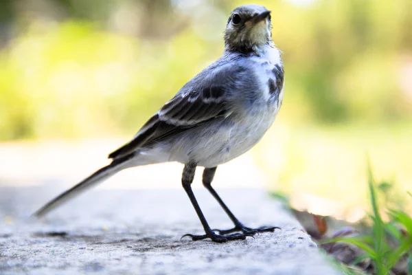 Одна маленькая забавная птица с длинными тонкими ножками — стоковое фото