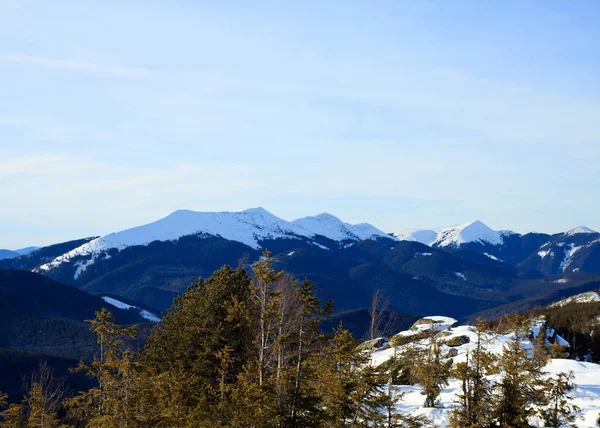 Mountain ridge with white peaks and spruces in foreground — Stock Photo, Image