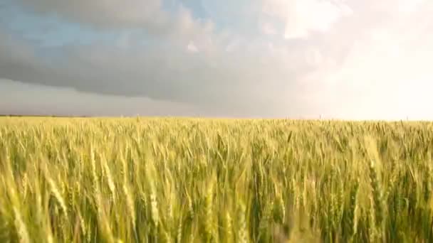 Campo Espiguetas Trigo Amarelo Nuvens Tempestuosas Fundo Trigo — Vídeo de Stock