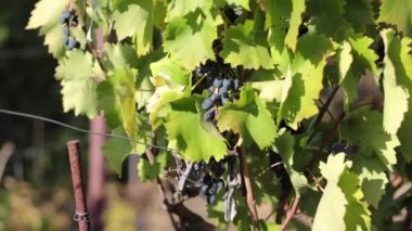 Bahçedeki çiftlikte siyah üzüm çalısı