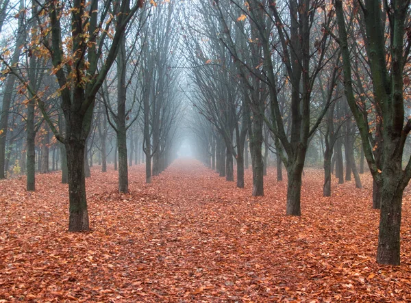 Callejón de árboles en el parque de otoño, hojas de color naranja en el suelo bruma azul — Foto de Stock