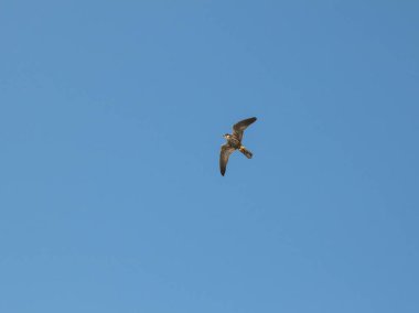 Küçük vahşi şahin mavi gökyüzünde süzülüyor