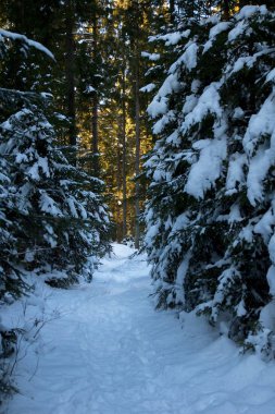 Mavi karlı ormandan güneşli bahara geçiş