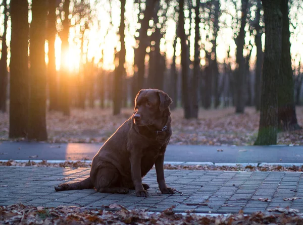 Chocolatte labrador retriever w jesiennym parku, czas letni — Zdjęcie stockowe