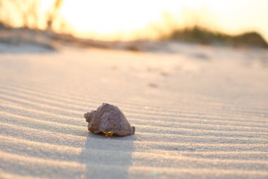 Yakın çekim kumsalda deniz kabuğu, gün batımında dalgalar.