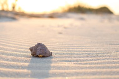 Yakın çekim kumsalda deniz kabuğu, gün batımında dalgalar.