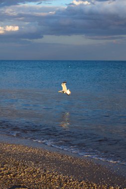 Martı mavi denizin yanında uçuyor, arka planda fırtınalı bulutlar