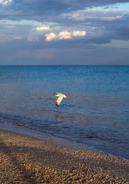 Martı mavi denizin yanında uçuyor, arka planda fırtınalı bulutlar