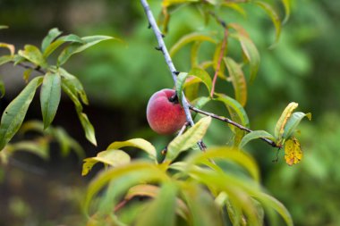 Ağaç dalında olgun kırmızı şeftali