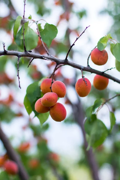 Ripe red apricots on the tree branch — Stock Photo, Image