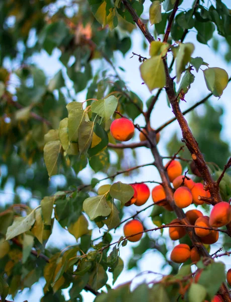 Damascos vermelhos maduros no galho da árvore — Fotografia de Stock