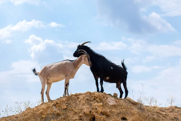 Dwa czarne i białe kozy na pustyni na wzgórzu — Zdjęcie stockowe