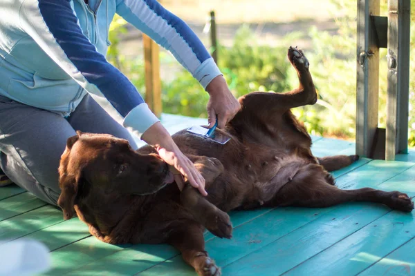 Labrador pies cieszy się podczas gdy kobieta czesuje włosy — Zdjęcie stockowe