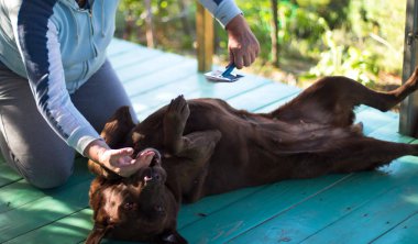 labrador dog enjoys while a woman is combing its hair